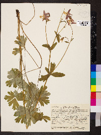 Aquilegia formosa image