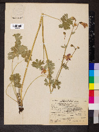 Aquilegia formosa image