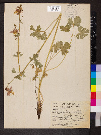 Aquilegia formosa image