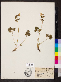 Aquilegia saximontana image