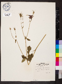 Aquilegia vulgaris image