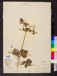 Aquilegia vulgaris image