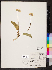 Caltha leptosepala image