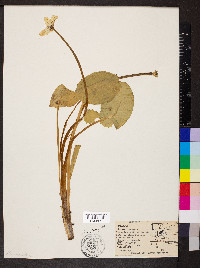 Caltha leptosepala image