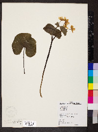 Caltha palustris image