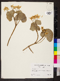 Caltha palustris image