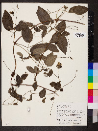 Clematis pitcheri image