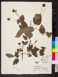 Clematis pitcheri image