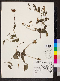 Clematis pitcheri image