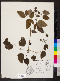 Clematis pitcheri image