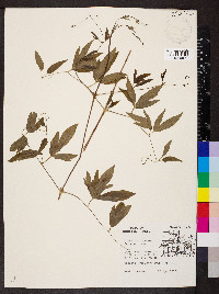 Clematis pitcheri image