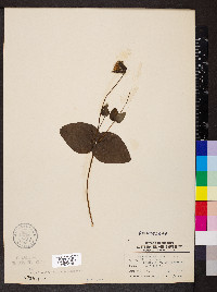 Clematis pitcheri image