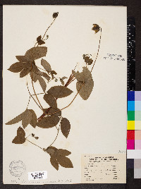 Clematis pitcheri image