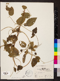 Clematis pitcheri image