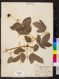 Clematis pitcheri image