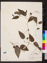 Clematis pitcheri image