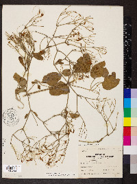 Clematis terniflora image