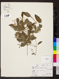 Clematis terniflora image