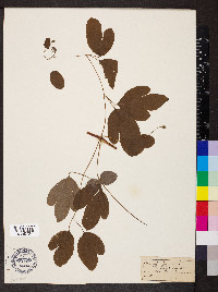 Clematis viorna image