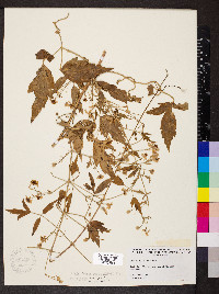 Clematis ligusticifolia image