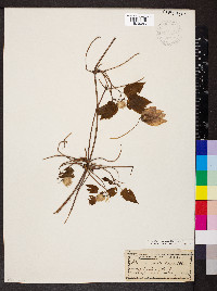 Clematis occidentalis image