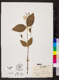 Clematis ochroleuca image