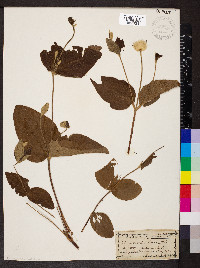 Clematis ochroleuca image