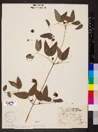 Clematis pitcheri image