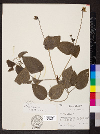 Clematis pitcheri image