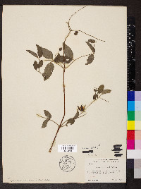 Clematis pitcheri image