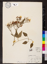 Clematis terniflora image