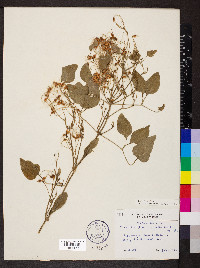 Clematis terniflora image