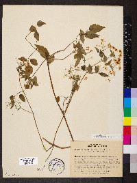 Clematis affinis image