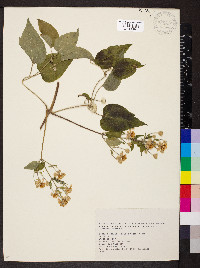 Clematis vitalba image