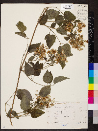 Clematis vitalba image