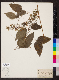 Clematis vitalba image