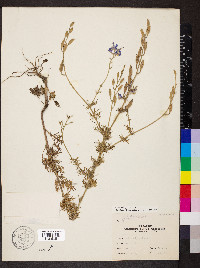 Delphinium ajacis image