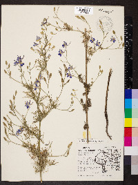 Delphinium ajacis image