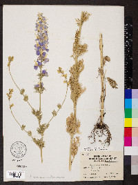 Delphinium ajacis image