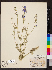 Delphinium ajacis image