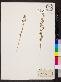 Delphinium ajacis image