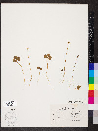 Coptidium lapponicum image