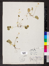 Coptis trifolia image