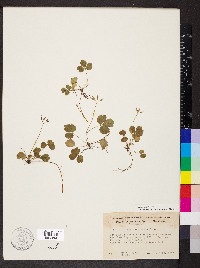 Coptis trifolia image