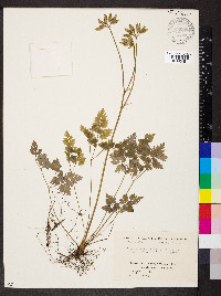 Coptis japonica image