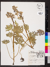 Delphinium tricorne image