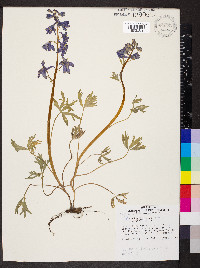 Delphinium tricorne image