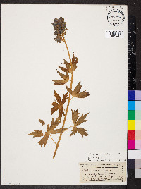 Delphinium barbeyi image