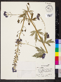 Delphinium barbeyi image