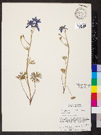 Delphinium bicolor image